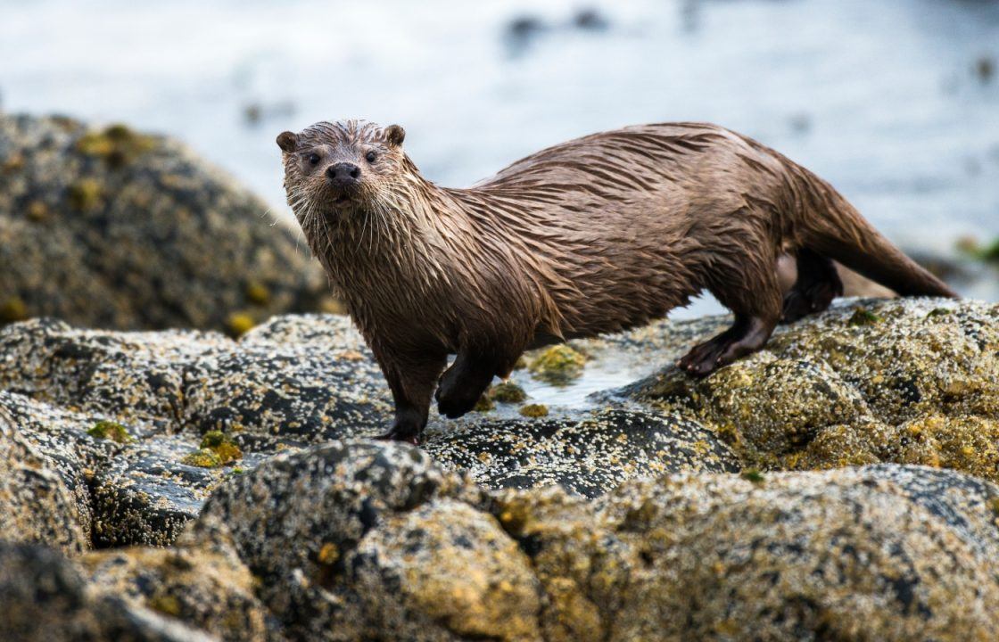 Otter killed after getting caught in ‘illegal’ fyke net in Loch Ken