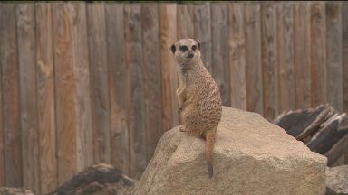 Meerkat enclosure to be build at Edinburgh children’s hospital