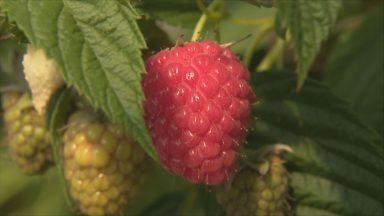 Scotland’s fruit crop vulnerable to climate change warn researchers