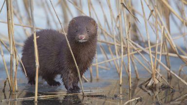 Sniffer dogs used to help control invasive mink numbers