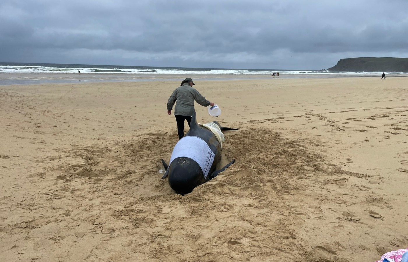 Around 55 whales were found at the site