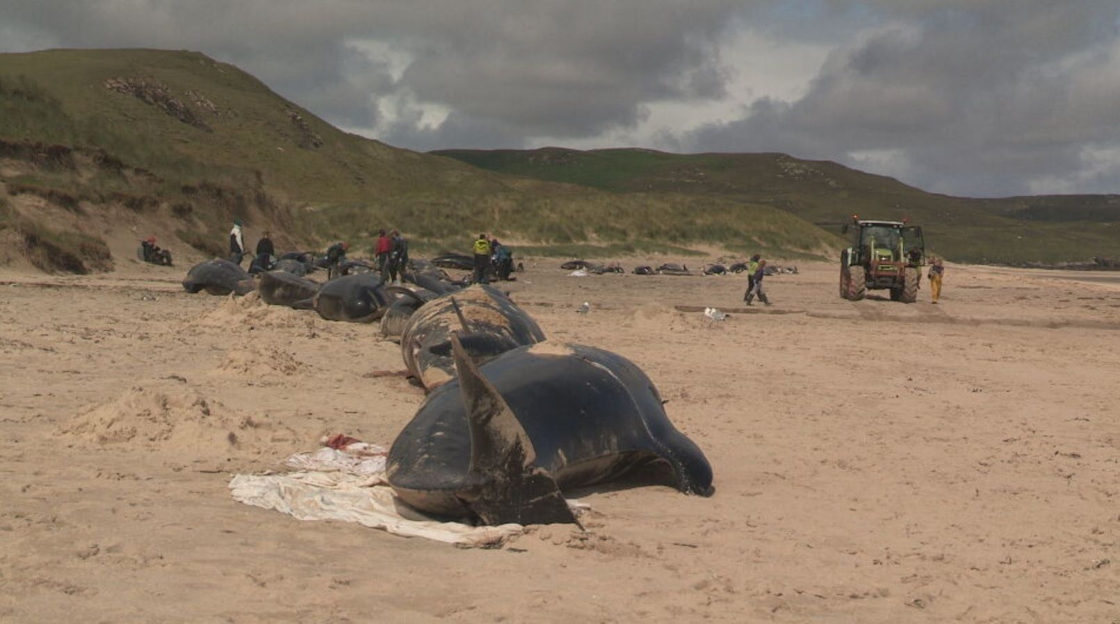 Work is underway to clear the whales from Traigh Morh beach