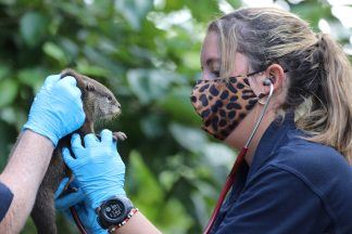 Edinburgh Zoo welcomes six ‘adorable’ newborn Asian small-clawed otter pups