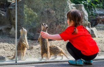Meerkats set to be housed on grounds of Edinburgh children’s hospital