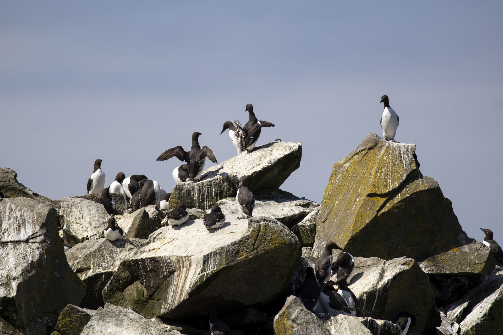 Guillemots pictured on the isle of Lunga, the largest of the eight principal islands of the Treshnish Isles.