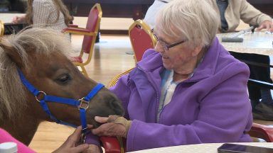 Glasgow charity for older adults celebrates 75 years with therapy ponies visit