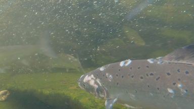 Aggressive strain of disease threating salmon populations