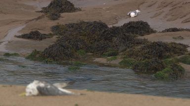 Avian Flu Task Force on alert as dead birds continue to wash up