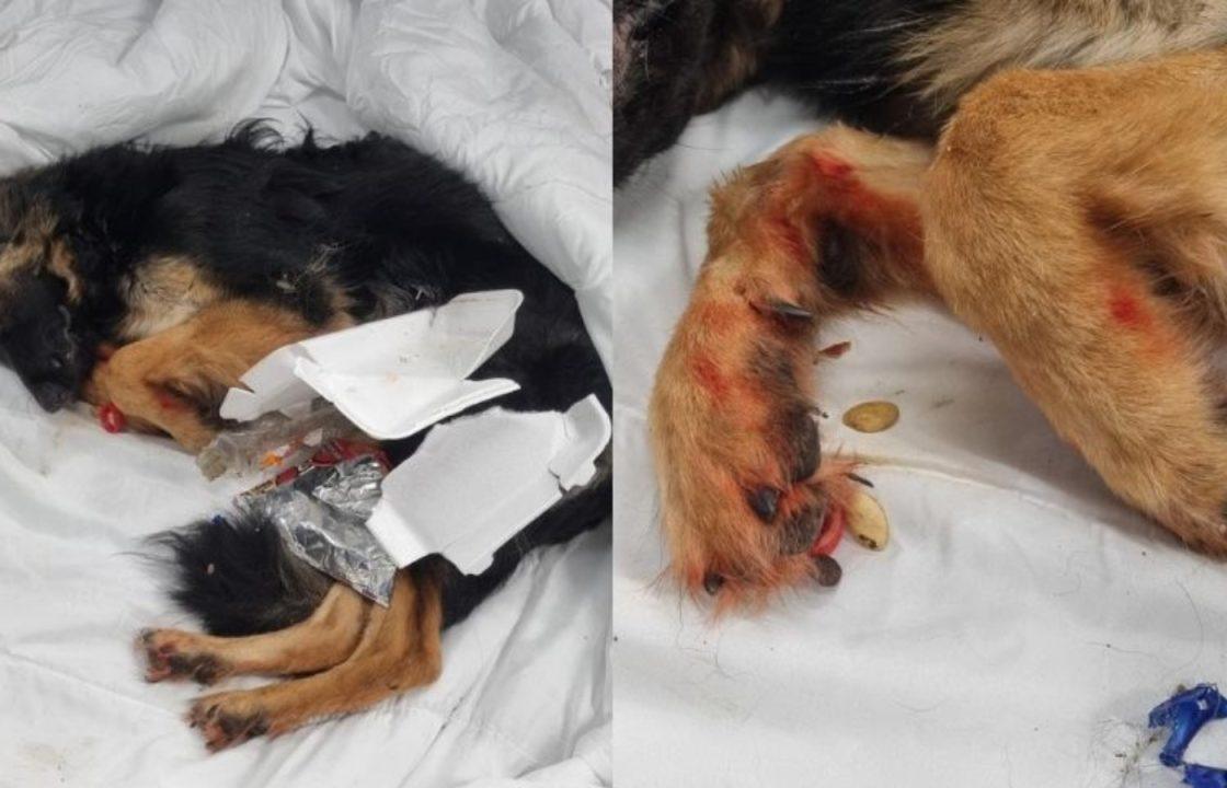 Buckie woman who left dog to die emaciated and suffering with pneumonia receives ban