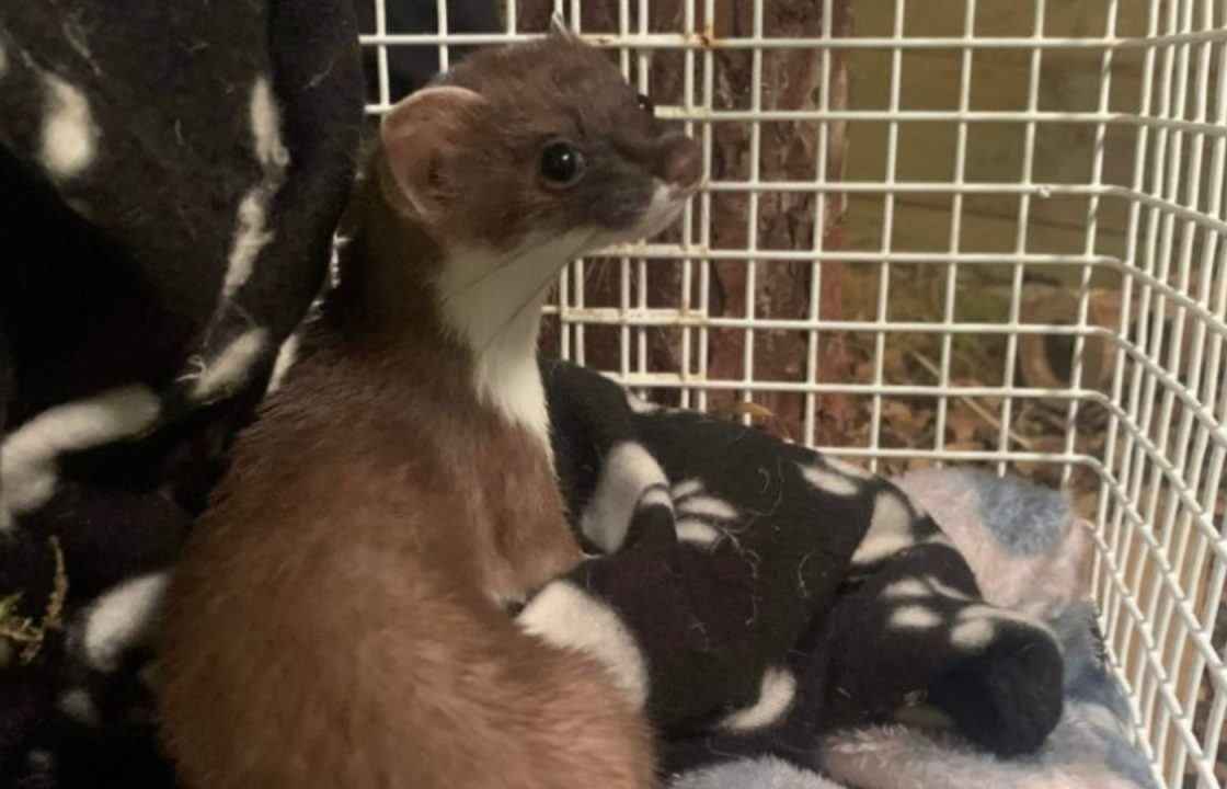 Tiny stoat saved by Scottish SPCA wildlife centre after it was caught by cat in Berwickshire