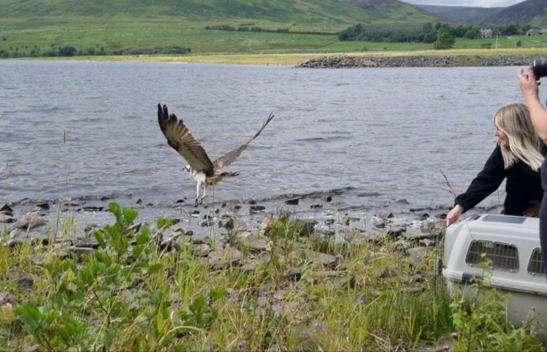 Osprey injured after being trapped in fishing net released near birth site in Borders