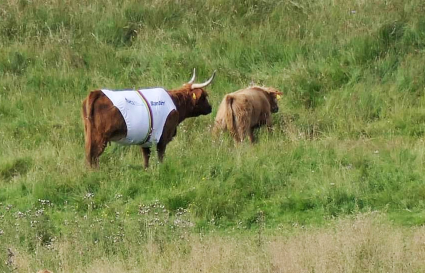 A Highland cow wearing a cycling jersey for the UCI.