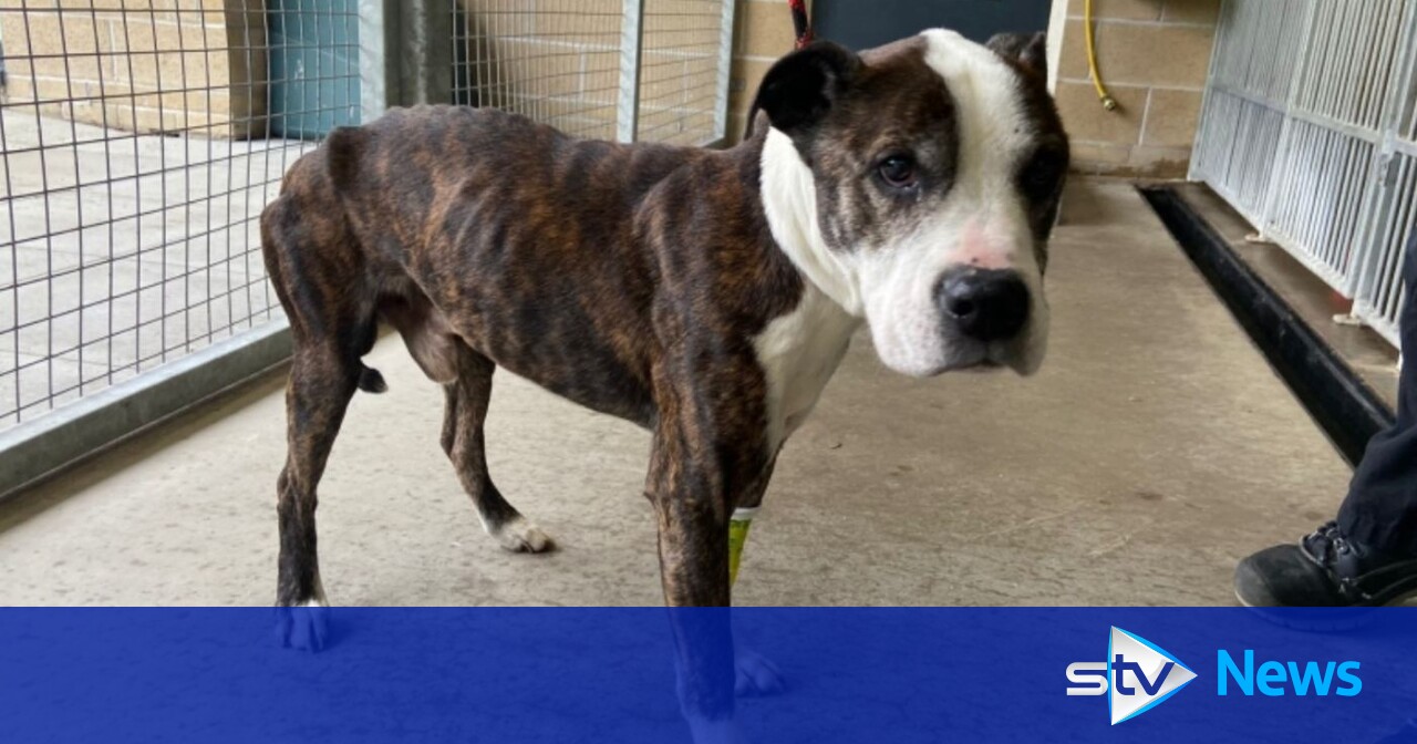 Hunt for owner after emaciated dog found 'scavenging through bins' in ...