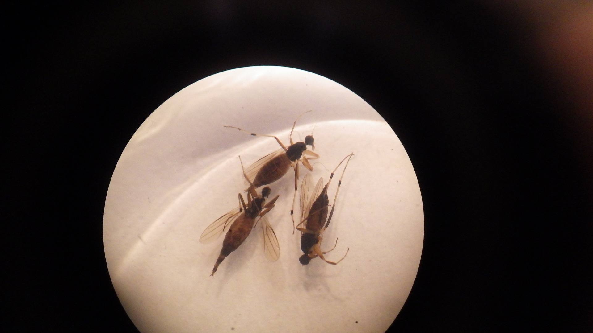 He found three other rare dance flies, including the Tachypeza fennica (pictured). 