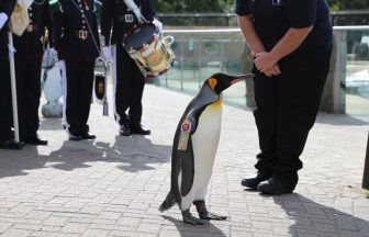 World-famous Edinburgh Zoo penguin Sir Nils Olav promoted to Major General by Norway