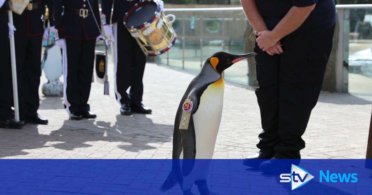 Den verdenskjente Edinburgh Zoo-pingvinen Sir Nils Olav forfremmet til generalmajor av Norge