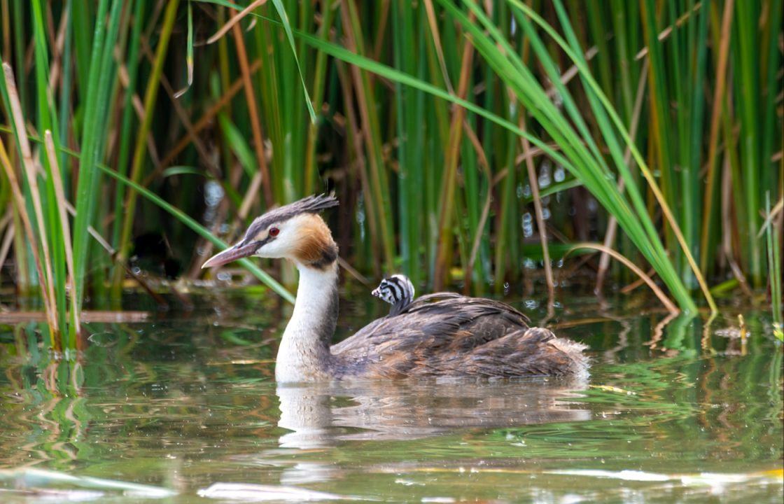 ‘Magic moment’ great crested grebe hitches ride on mother’s back at Blenheim Palace in Oxfordshire