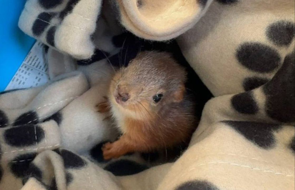 Red squirrel kit rescued by SSPCA after being ‘adopted’ by a hen in Tayport