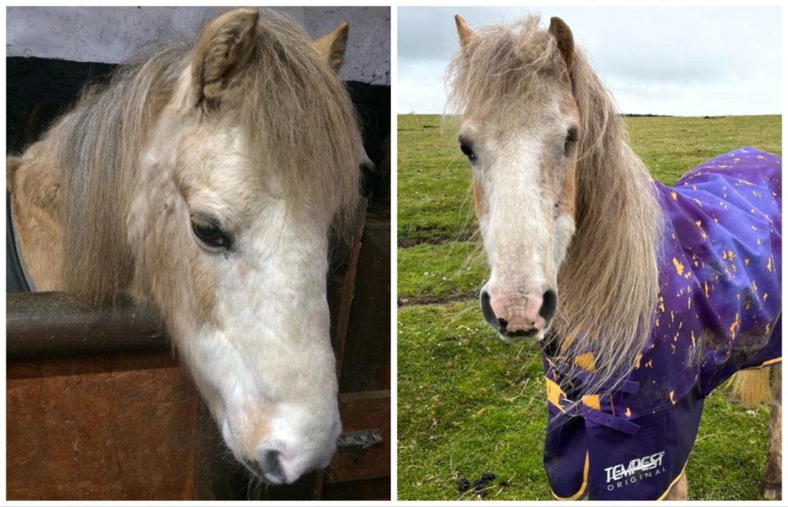 Fraserburgh animal sanctuary ‘sick with worry’ as vulnerable horse suffers ‘disturbing’ injuries