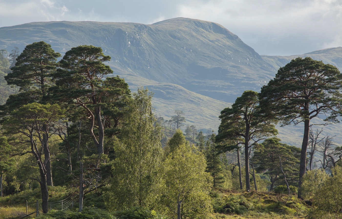 Loch Arkaig Pine Forest.