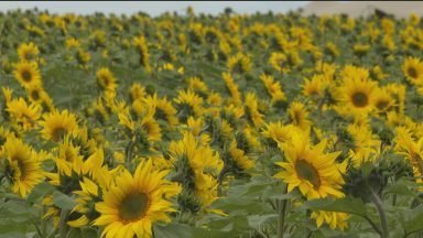 Farm opens sunflower fields with over 500,000 flowers