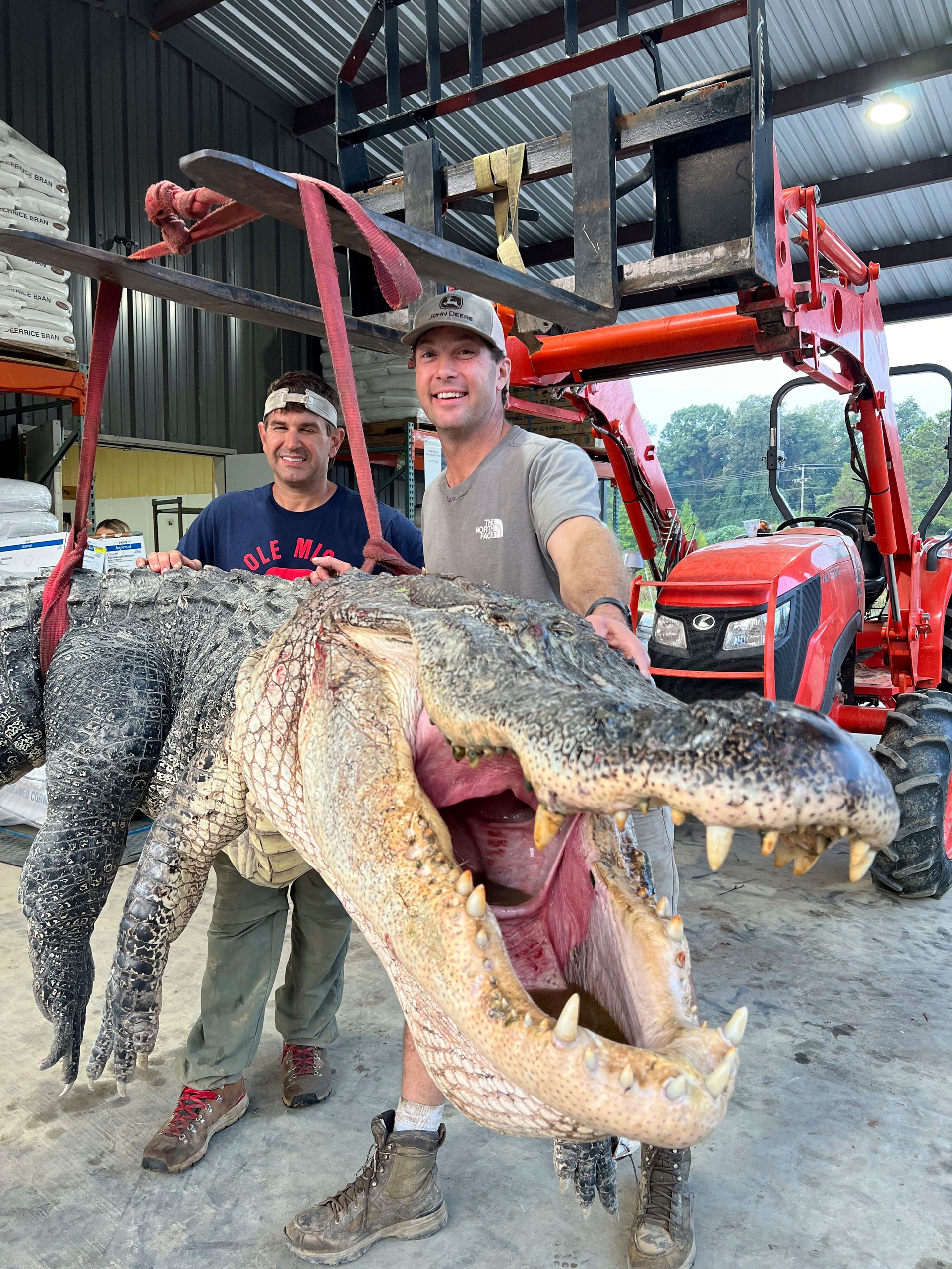 The male alligator weighed 802.5lbs.