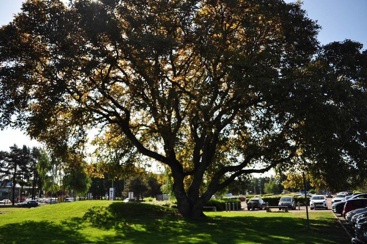 Perth Walnut Tree.