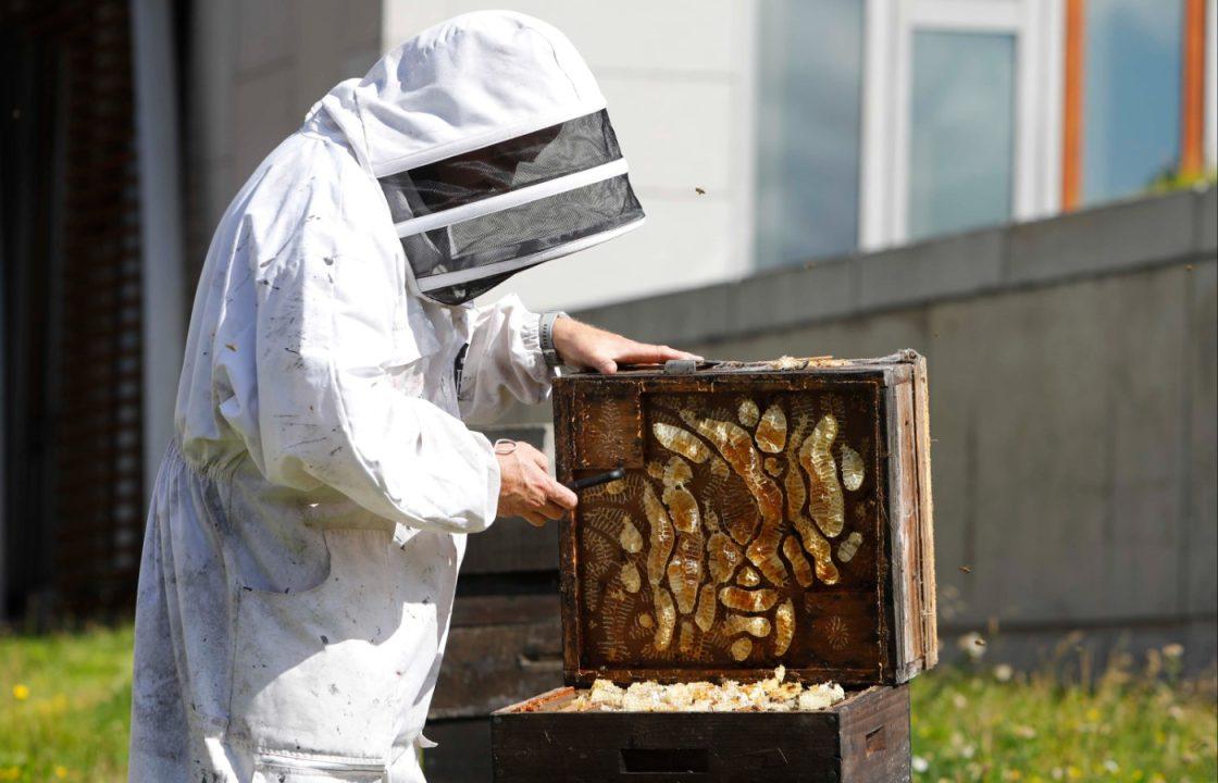 Scottish Parliament buzzing as bee population flies past one million