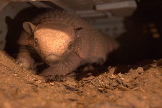 Fife Zoo welcomes birth of twin baby armadillos for first time as part of breeding programme
