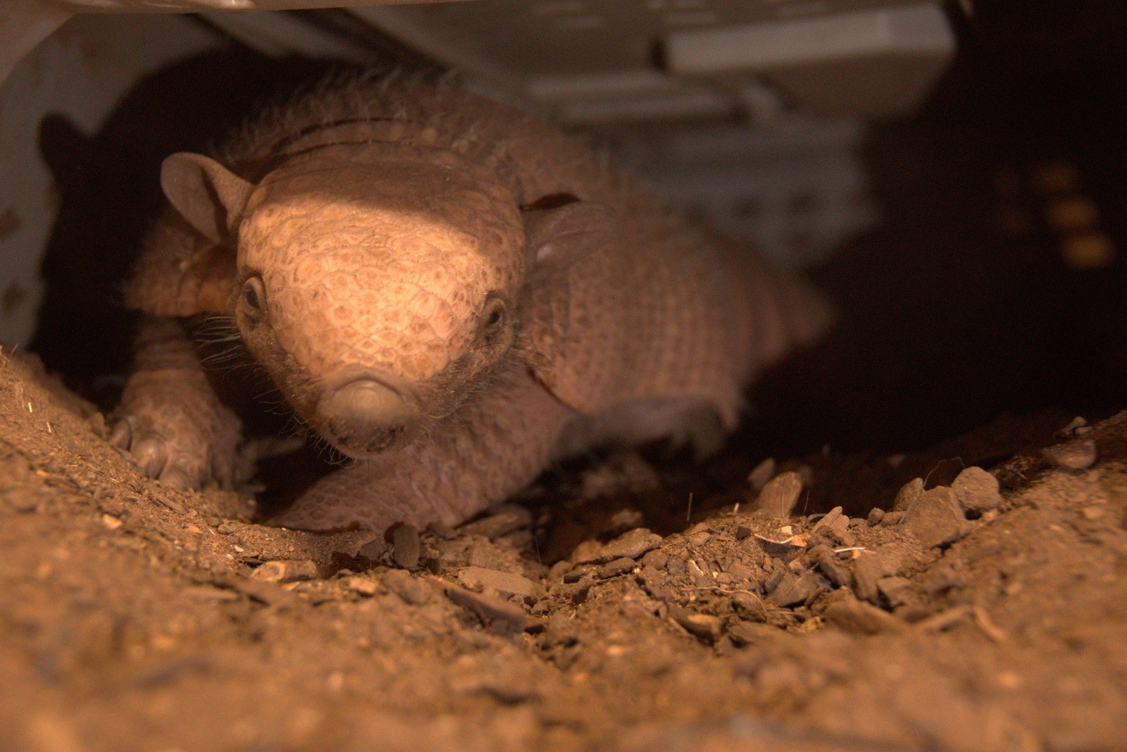 Fife Zoo welcomes birth of twin baby armadillos for first time as part of  breeding programme