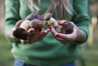 Foragers warned not to strip Scottish forests bare of wild mushrooms this autumn