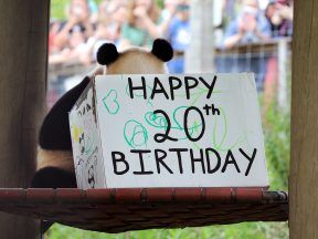 Edinburgh Zoo celebrates giant panda Yang Guang’s 20th birthday with special present filled with bamboo