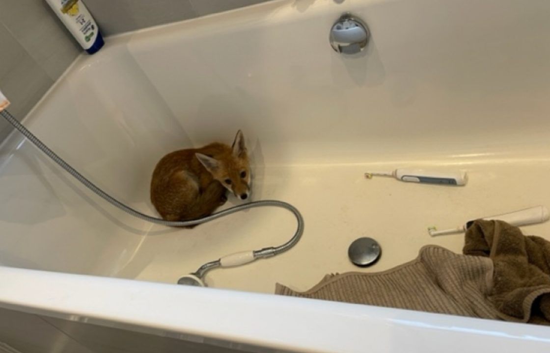 Frightened fox cub rescued in Edinburgh after being discovered in bathtub