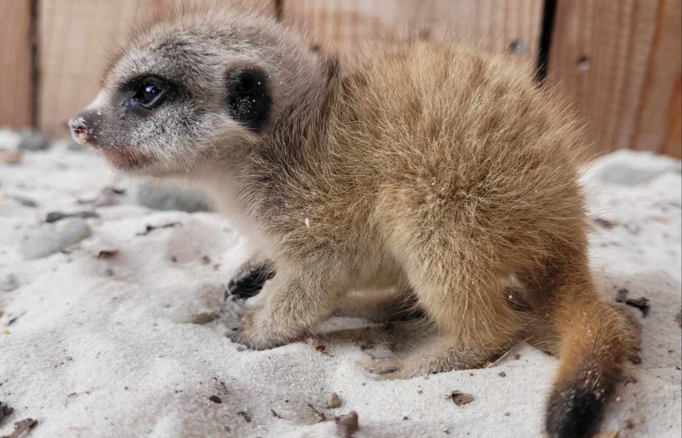 One of the meerkat pups born at Blair Drummond Safari and Adventure Park.