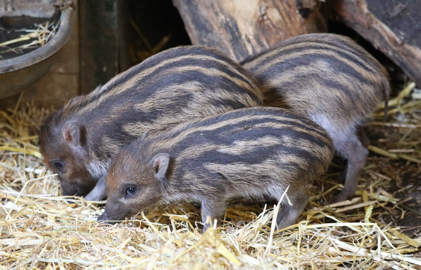 Visitors will be able to spot mother Nikki and the piglets soon.