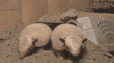 Baby boom at Fife Zoo as keepers welcome new arrivals