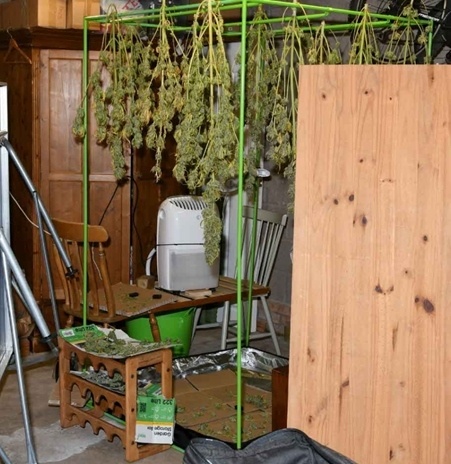 Cannabis plants were found in Bishop's home. 
