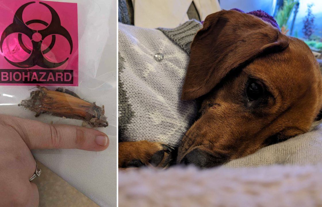Edinburgh: Rescued dachshund left with coin-sized hole in mouth after large stick removed