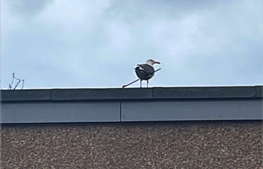 Appeal after seagull shot in the wing with an arrow in Irvine