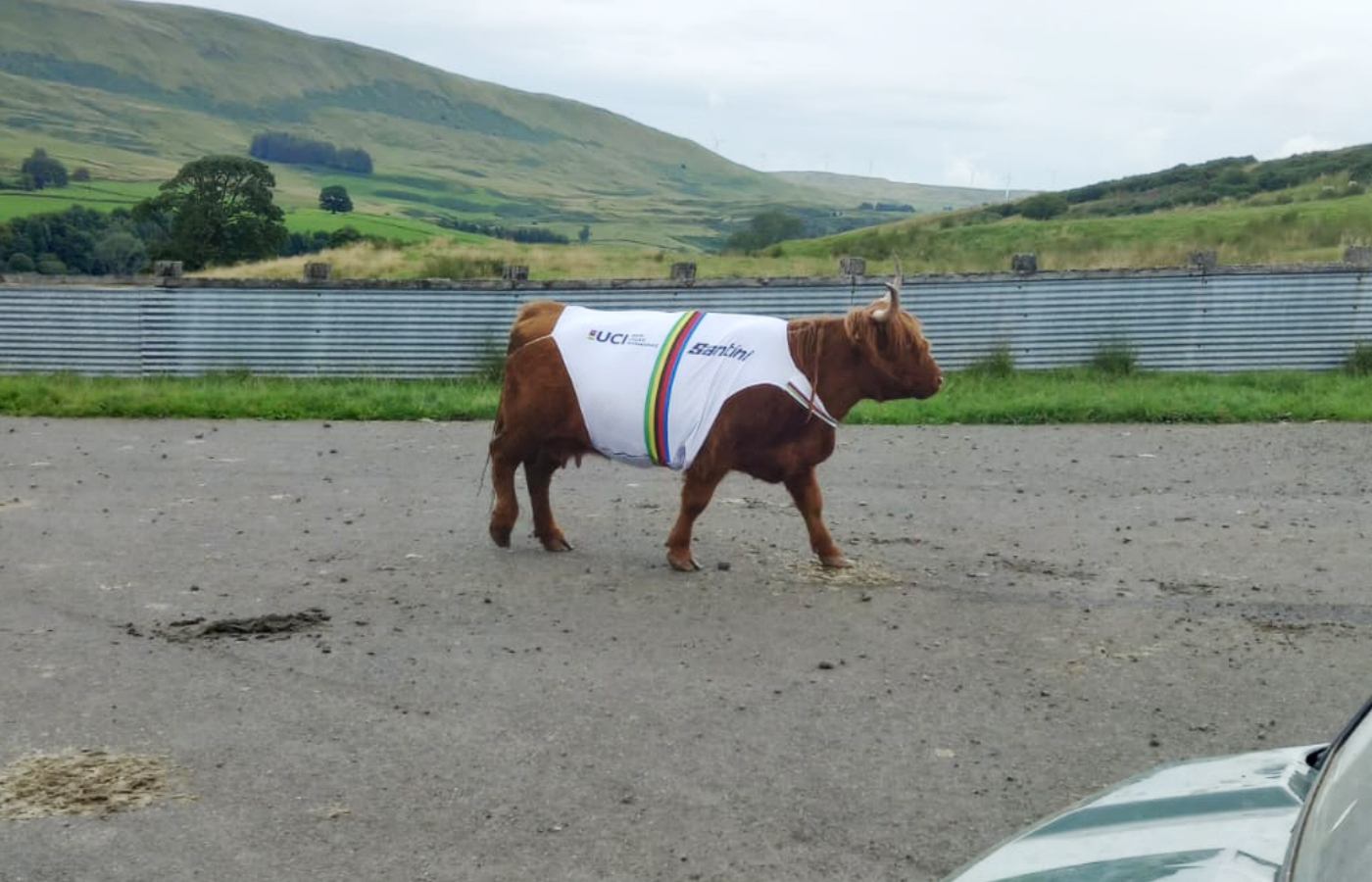 A Highland cow wearing a cycling jersey for the UCI.