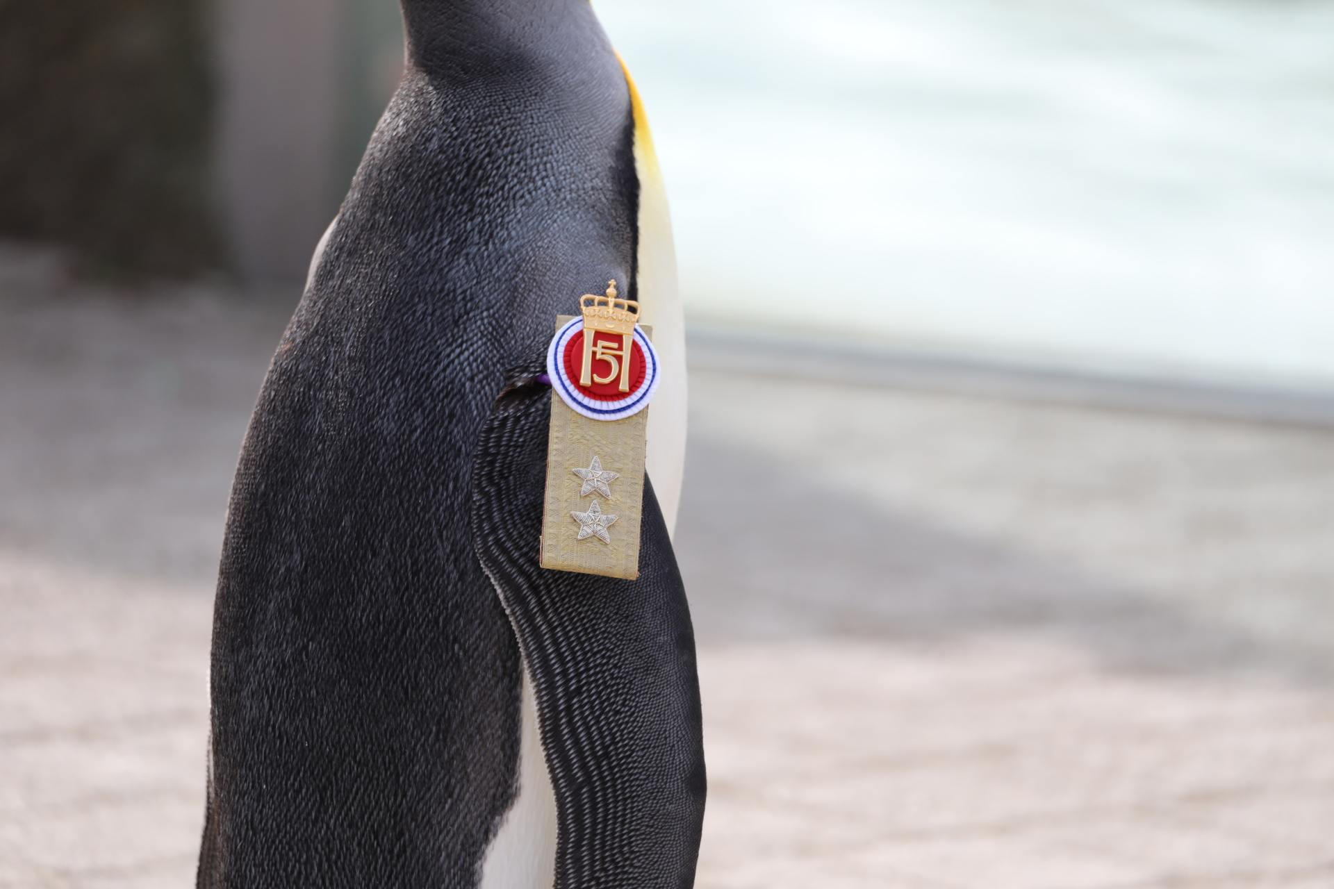 Following a carefully choreographed parade, Sir Nils was awarded his new badge of honour.