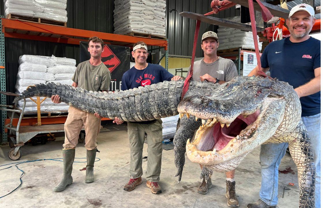 Longest alligator in Mississippi history captured by hunters