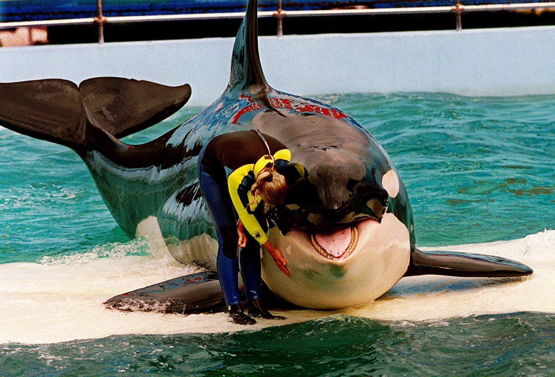 Killer whale dies at Miami Seaquarium after spending half-century in  captivity | STV News