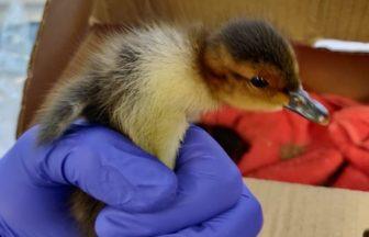 Three wigeons rescued from drain by HGV driver on A9 in Findhorn