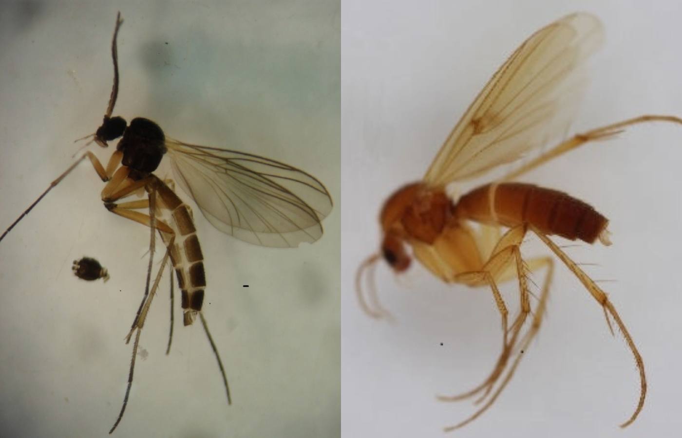 Boletina gusakovae (left) and Mycetophila idonea (right). 