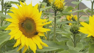 Huge pick-your-own trail with ‘500,000 sunflowers’ opens at Balgone Estate