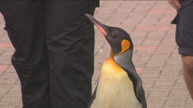 Penguin at Edinburgh Zoo promoted by Norwegian soldiers