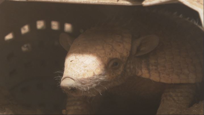 It's the first time Fife Zoo has successfully bred armadillos.