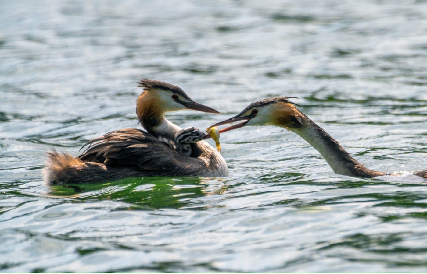 A Great Crested Grebe chick catching a ride on its mother's back whilst the father finds it some food. 