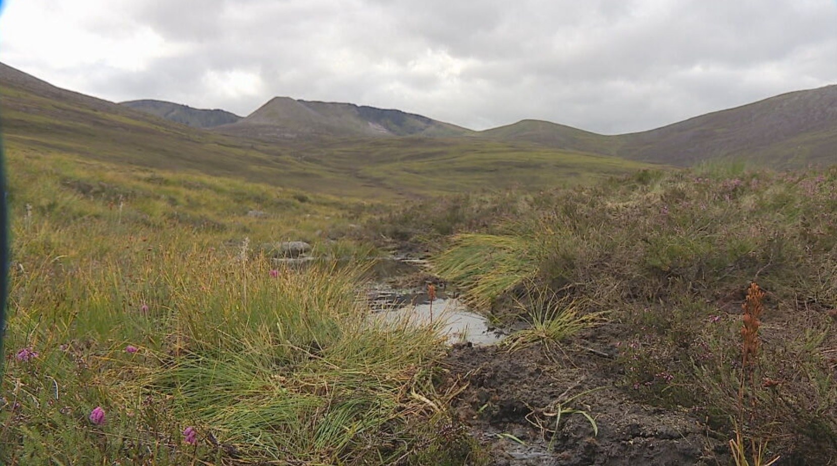 Peatland can help capture and store carbon 